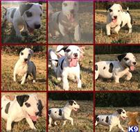 american pit bull puppy posted by GIOVANNI