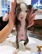 american pit bull puppy posted by GIOVANNI