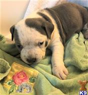 american pit bull puppy posted by GIOVANNI