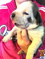 american pit bull puppy posted by GIOVANNI
