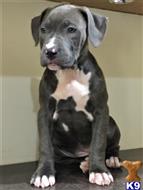 american pit bull puppy posted by GIOVANNI