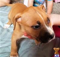 american pit bull puppy posted by GIOVANNI