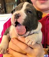american pit bull puppy posted by GIOVANNI