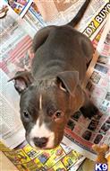 american pit bull puppy posted by GIOVANNI