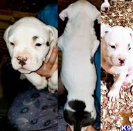 american pit bull puppy posted by GIOVANNI