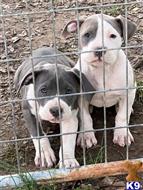 american pit bull puppy posted by GIOVANNI