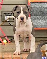 american pit bull puppy posted by GIOVANNI