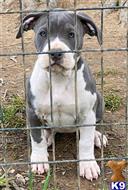 american pit bull puppy posted by GIOVANNI