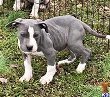 american pit bull puppy posted by GIOVANNI