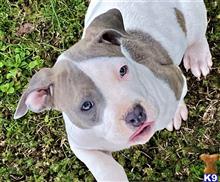american pit bull puppy posted by GIOVANNI