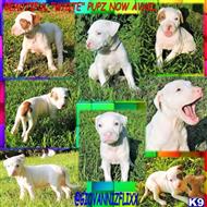 american pit bull puppy posted by GIOVANNI