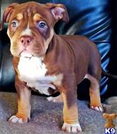 american pit bull puppy posted by GIOVANNI