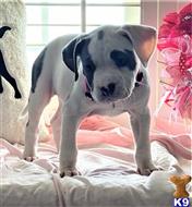 american pit bull puppy posted by GIOVANNI