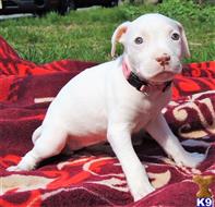 american pit bull puppy posted by GIOVANNI