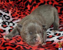 american pit bull puppy posted by GIOVANNI