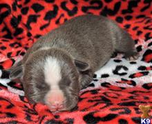 american pit bull puppy posted by GIOVANNI