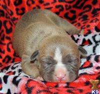 american pit bull puppy posted by GIOVANNI