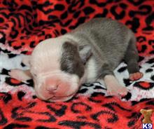 american pit bull puppy posted by GIOVANNI