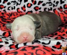 american pit bull puppy posted by GIOVANNI