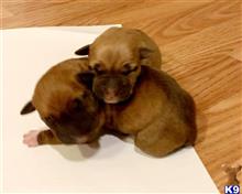 american pit bull puppy posted by GIOVANNI