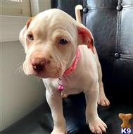 american pit bull puppy posted by GIOVANNI