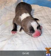 american pit bull puppy posted by GIOVANNI
