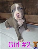 american pit bull puppy posted by GIOVANNI