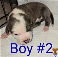 american pit bull puppy posted by GIOVANNI