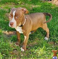 american pit bull puppy posted by GIOVANNI