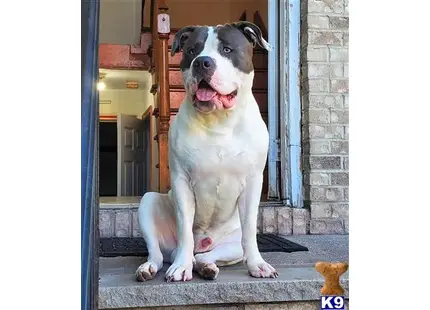 American Pit Bull