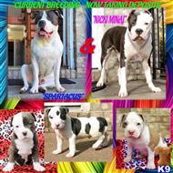 american pit bull puppy posted by GIOVANNI