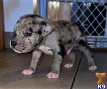 american pit bull puppy posted by GIOVANNI