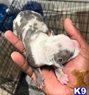 american pit bull puppy posted by GIOVANNI