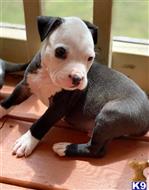 american pit bull puppy posted by GIOVANNI