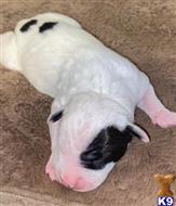 american pit bull puppy posted by GIOVANNI