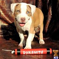 american pit bull puppy posted by GIOVANNI