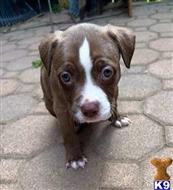 american pit bull puppy posted by GIOVANNI