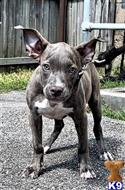 american pit bull puppy posted by GIOVANNI