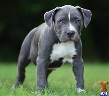 american pit bull puppy posted by GIOVANNI