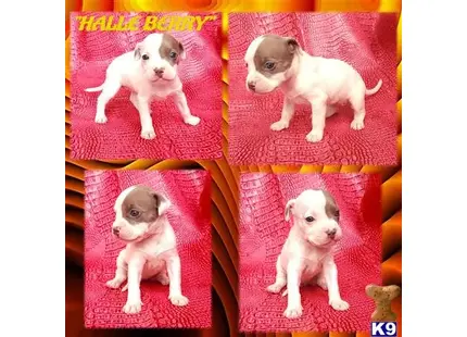 American Pit Bull