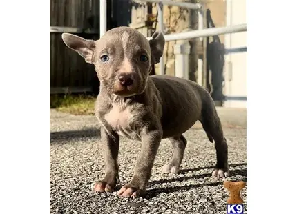 American Pit Bull
