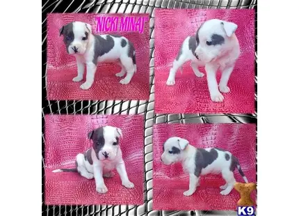 American Pit Bull