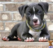 american pit bull puppy posted by GIOVANNI