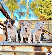 american pit bull puppy posted by GIOVANNI