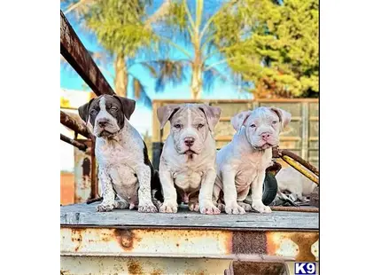 American Pit Bull