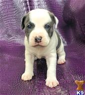 american pit bull puppy posted by GIOVANNI