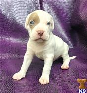 american pit bull puppy posted by GIOVANNI
