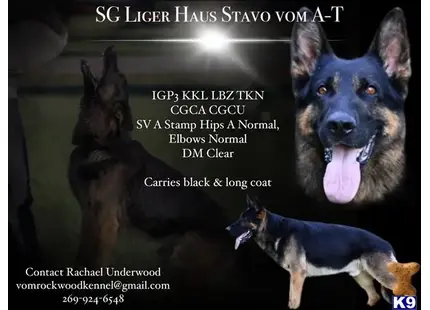 SG Liger Haus Stavo vom A-T IGP3 KKL TKN available German Shepherd puppy located in RICHLAND