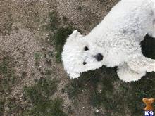 Mouse  available Bichon Frise puppy located in VICTORVILLE