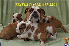English Bulldog
